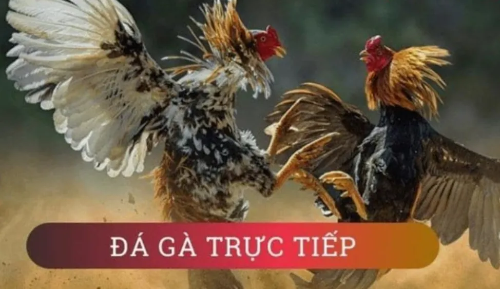 Tìm hiểu về trực tiếp Đá Gà trên mạng là gì?