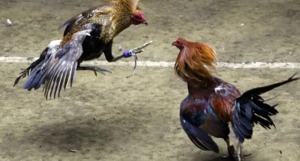 Hướng dẫn cách xem trực tiếp Đá Gà trên mạng