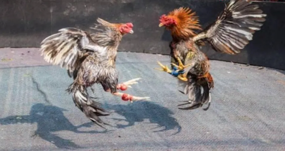 Ưu điểm khi xem trực tiếp Đá Gà trên mạng nên biết