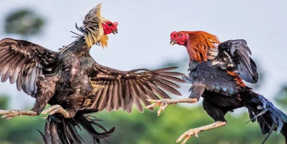 88CLB – Nhà cái chuyên cung cấp các loại hình game cá cược